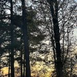 Walk around the neighborhood 19
