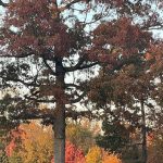 Walk around the neighborhood 5