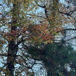 Walk around the neighborhood 8