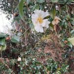 Camellia