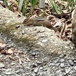 Chipmunk