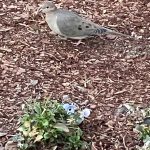 Dove