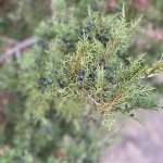 Eastern Red Cedar