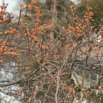 Japanese Winterberry