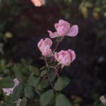 Lewis Ginter 13 Roses