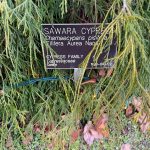 Sawara Cypress