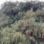 Sawara Cypress 2