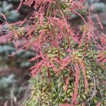 Unknown Bush