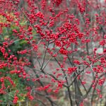 Winterberry Bush