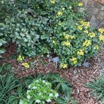 Adult English Ivy