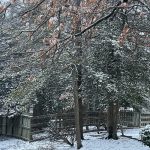 Beech Tree and Holly Tree