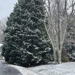 Evergreen Tree and Snow 2