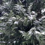 Evergreen Tree and Snow 5
