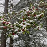 Holly Tree 3