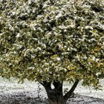 Holly Tree 4