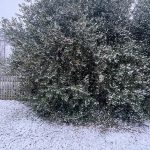 Holly Tree 5