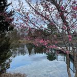 Japanese Apricot