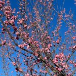 Japanese Apricot 3