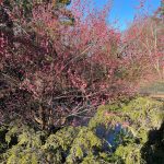 Japanese Apricot 4