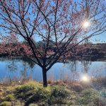 Japanese Apricot 5