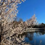 Japanese Apricot 6