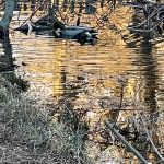 Mallard Ducks