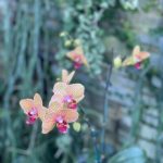Orchid