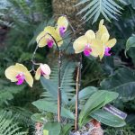 Orchids 2