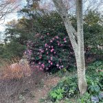 Pink Bush at Lewis Ginter Botanical Garden