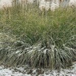 Snow 3