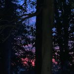 Sunset 13
