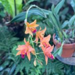 Tropical Flower
