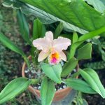 Tropical Flower 2