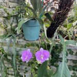 Tropical Flowers 3