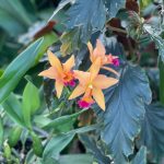 Tropical Flowers 4