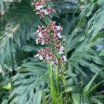 Tropical Flowers 5