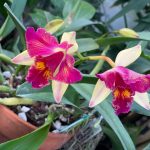 Tropical Flowers 6