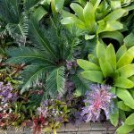 Tropical Plants 10