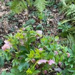 Wild Geranium 3