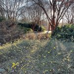 Winter Jasmine