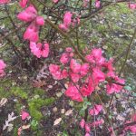 Crab Apple Tree