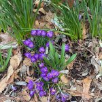Crocus