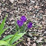 Crocus 2