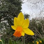 Daffodil
