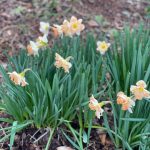 Daffodils 2
