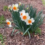 Daffodils 5