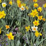 Daffodils and Pansies 2
