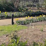 Daffodils and Pansies 3