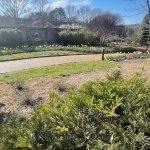 Daffodils and Pansies 4