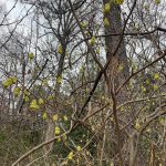 Flowering Bush